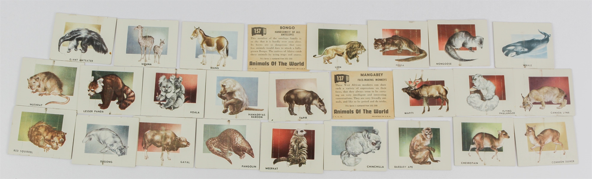 1951 Topps Animals of the World (R714-1) Trading Cards (Lot of 26)