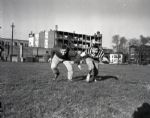 1955 University of Chicago Intramural Football Chicago Sun-Times Original 4 x 5 B & W Negatives (Chicago Sun-Times Archives/MEARS Auction LOA) - Lot of 2