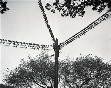 1944 Birds On A Wire "Chicago Sun-Times" Original 4" x 5" B & W Negative (Chicago Sun-Times Archives/MEARS Photo LOA)