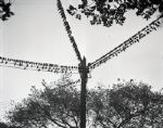 1944 Birds On A Wire "Chicago Sun-Times" Original 4" x 5" B & W Negative (Chicago Sun-Times Archives/MEARS Photo LOA)