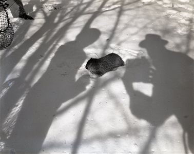 1943 Groundhogs Day "Chicago Sun-Times" Original 4" x 5" B & W Negative (Chicago Sun-Times Archives/MEARS Photo LOA)