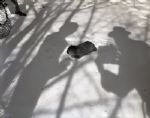 1943 Groundhogs Day "Chicago Sun-Times" Original 4" x 5" B & W Negative (Chicago Sun-Times Archives/MEARS Photo LOA)