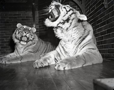 1942 Tigers At Chicago Zoo "Chicago Sun-Times" Original 4" x 5" B & W Negative (Chicago Sun-Times Archives/MEARS Photo LOA)
