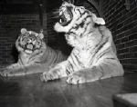 1942 Tigers At Chicago Zoo "Chicago Sun-Times" Original 4" x 5" B & W Negative (Chicago Sun-Times Archives/MEARS Photo LOA)